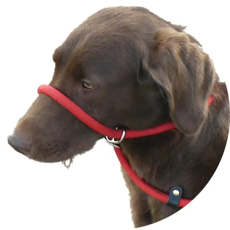 Slip Dog Lead with Figure 8 Training Aid